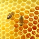 Пчеловодство – отличное решение для пенсионеров